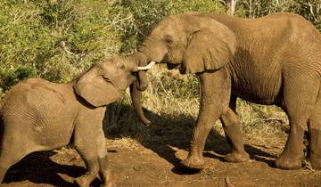 Masai Mara Interactive, Lake Nakuru & Amboseli Safari 6D/5N Tour