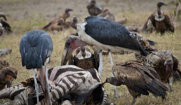 7 Days Adventurous Kenya Safari Expedition Tour