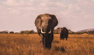 Big Game Safari 8D/7N (Masai Mara, Lake Nakuru, Aberdare & Amboseli) Tour
