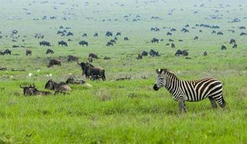 Poa Sana Safari inkl. Masai Mara & Nakurusee - 5 Tage, 4 Nächte Rundreise