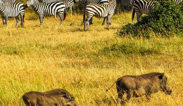 Safari Traum Abenteuer - Masai Mara, Amboseli & Tsavo (6 Tage, 5 Nächte) Rundreise