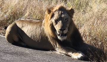 5-tägige preisgünstige Wildtier-Safari - Kruger Glamping Rundreise