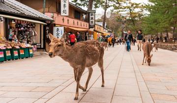 Japan voor individualisten (incl. vlucht) (van Tokyo naar Kyoto)-rondreis