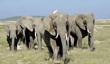 3 Jours, 2 Nuits Masai Mara Safari en groupe au départ de Nairobi avec prise en charge gratuite à l\'aéroport. circuit