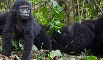 Kampeer-safari in Maasai Mara-rondreis