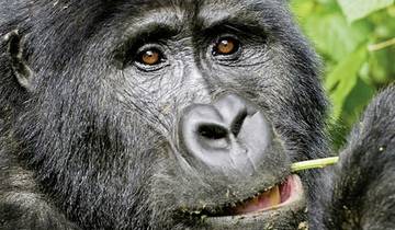 Uganda - Im Land der Berggorillas