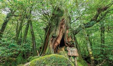 Malerisches Japan - Natur und Kultur vom Feinsten (nur Landprogramm)