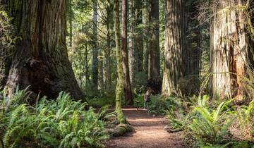 San Francisco, Redwoods & Weinberge - 5 Tage