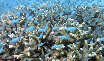 Maldives Goidhoo Atoll Adventure - 8 jours