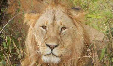 Kenya Photographic Safari with Paul Goldstein - Premium Adventure Tour