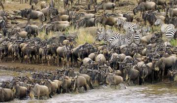 Maasai Mara Migration des gnous 2025 Safari circuit