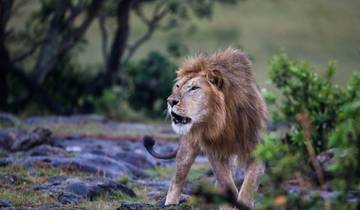 Vol dans le Masai Mara - forfait de 4 jours circuit