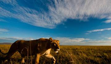 5 Day Masai Mara Budget Tented Camping Safari from Nairobi Tour