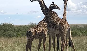Vol dans le Masai Mara - forfait de 4 jours circuit