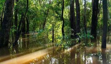 Along the Amazon and the Rio Negro, An Exclusive Cruise through Pristine and Hidden Nature (port-to-port cruise)