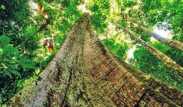 Along the Amazon and the Rio Negro, An Exclusive Cruise through Pristine and Hidden Nature (port-to-port cruise)