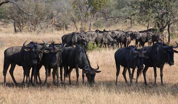 Vol dans le Masai Mara - forfait de 4 jours circuit