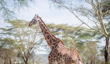 Kenya: Maasai Mara, Nairobi, Aberdare - 6 Days Tour