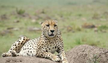 Trekking personnalisé de 4 jours au Mont Kenya, départ quotidien et voyage privé circuit
