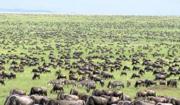 14 jours de randonnée dans le Serengeti, le Masai Mara et les gorilles circuit
