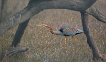 Vogelbeobachtung und Wildtierpfade in Gujarat