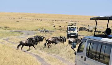 10 jours de safari au Masai Mara et au Serengeti circuit