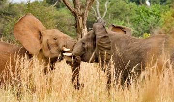 Safari privé de 5 jours au Serengeti, Ngorongoro et Tarangire circuit