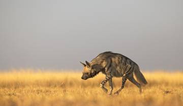 Visite de la faune et de la flore du Gujarat