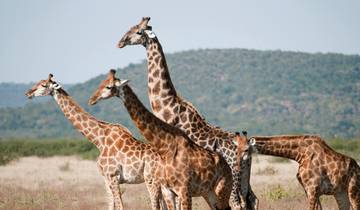 Safari et Seychelles 2028