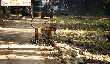 15-Day Wildlife Photography & Tiger Safari Adventure Tour