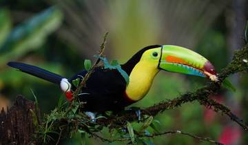 Private 7 Days Costa Rica Rainforest Vacation Tour, Daily Start & Exclusive Guide