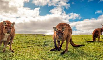 Escapade sur la Great Ocean Road et Kangaroo Island (2025/2026)