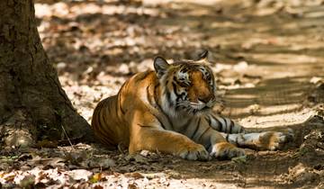 From Delhi:  Private Golden Triangle with Ranthambore Wildlife Safari 4-Star Luxury Tour