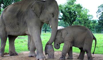 Kerala: 6-daagse tour met boomhutverblijf en woonboottocht-rondreis