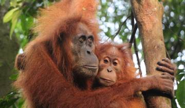 Sumatra’s Wild Side: Orangutans, Rivers & Rural Life