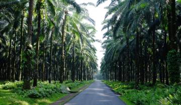 Sumatra to Bali: Wildlife, Waves & Wilderness