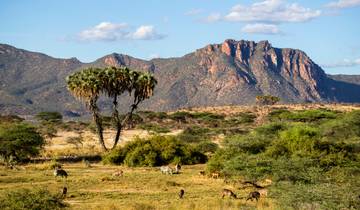 The Plains of Africa Kenya Wildlife Safari (Nairobi to Amboseli) (2026)