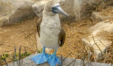Galapagos Grandeur: Boobies & Beyond on Two Iconic Islands Tour