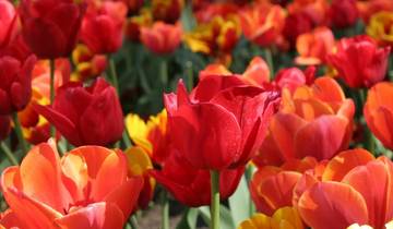 Capital Blooms (2027/2028, Best Buys)