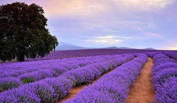 Escapade en Tassie (2027/2028)