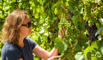Wine Journey in the Douro Valley