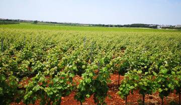 Istria - the wine route