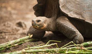 Natural Paradise Galapagos Yacht - 8 days A Tour