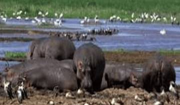 Arusha National Park Safari Tour