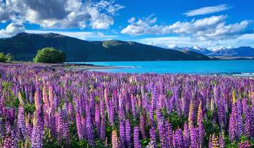 Essential New Zealand: South Island