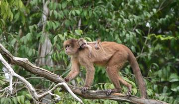 4 dagen in het Cuyabeno Wildlife Reserve | Amazon Essentials