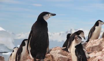 Ultimate Antarctica & the Fjords of Southern Chile 2027-2028