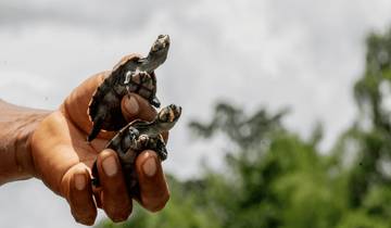5 jours - Aventure et conservation du Cuyabeno