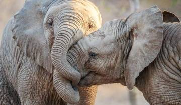1-Day Big Five Safari near Cape Town with Meals Included