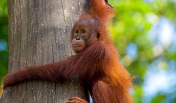 12-Day Malaysia, Borneo & Singapore Family Tour